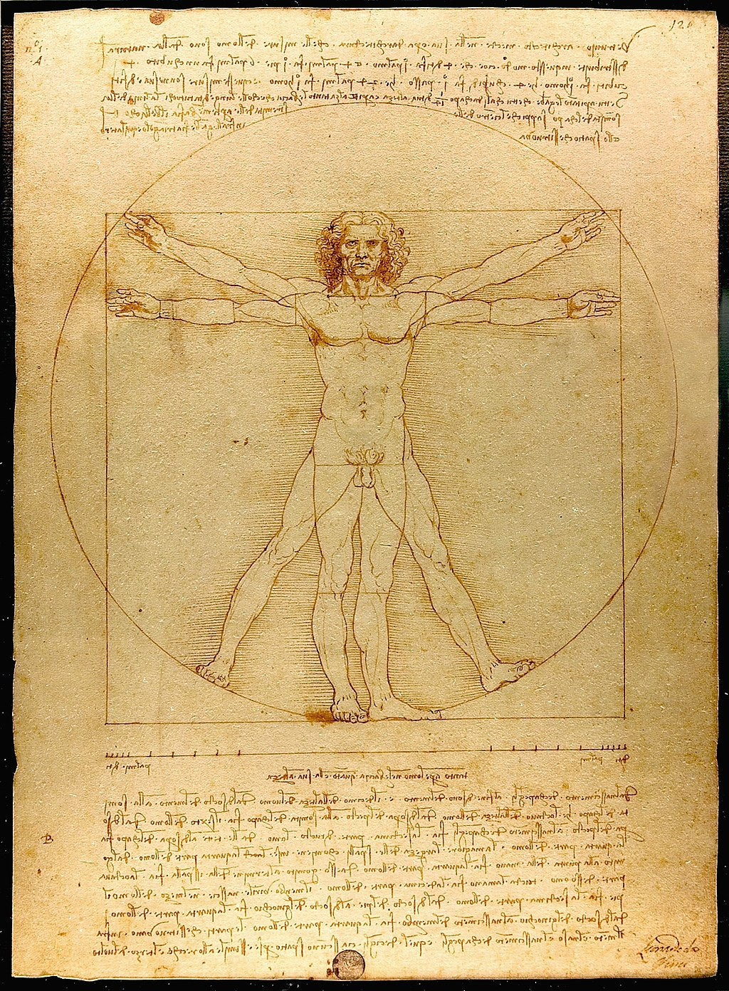 Vitruvian Man (White t-shirt)